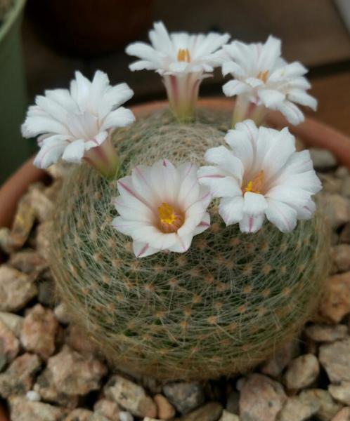 Mammillaria lenta