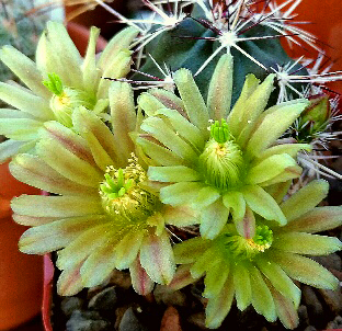 Echinocereus davisii