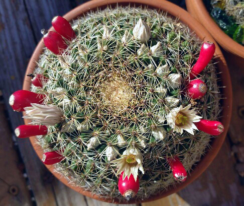 Mammillaria heyderi