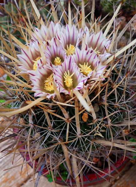 Echinofossulocactus sp.