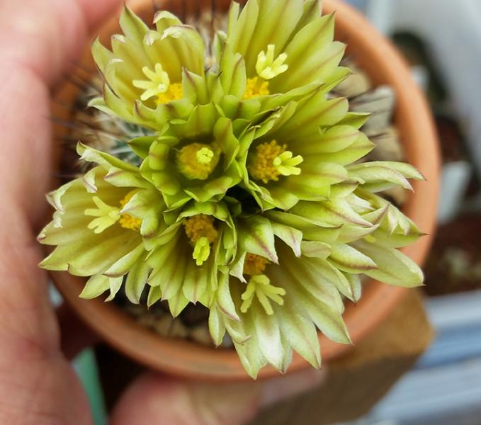 Gymnocactus (Turbinicarpus) beguini subsp. hintoniorum