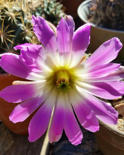 Echinocereus pentalophus