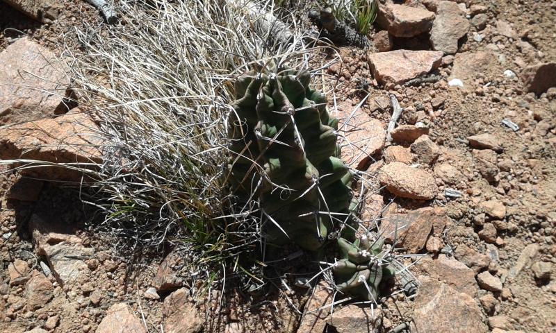 northern dale ball cactus copy.jpg