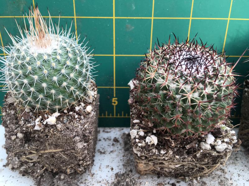 Maybe 2 Mammillaria? I was thinking, but not very convinced that the left one might be Mammillaria lindsayi, maybe the right one marcosii?