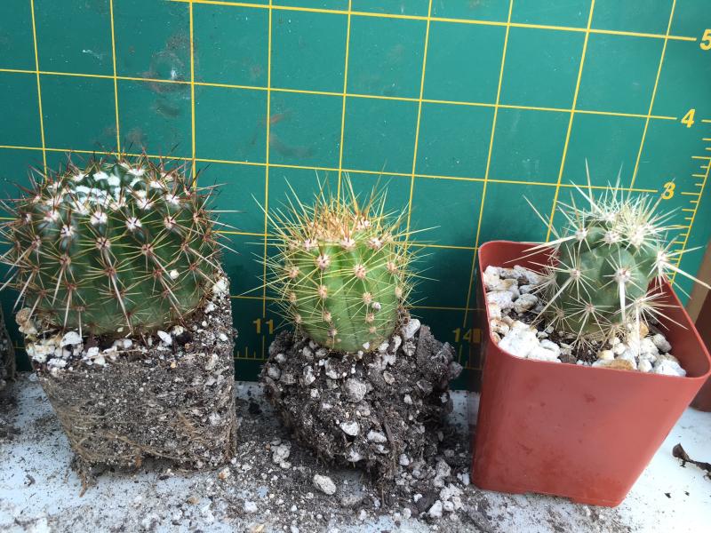 Maybe Echinopsis tiegeliana? Along with 2 little baby Trichocereus?