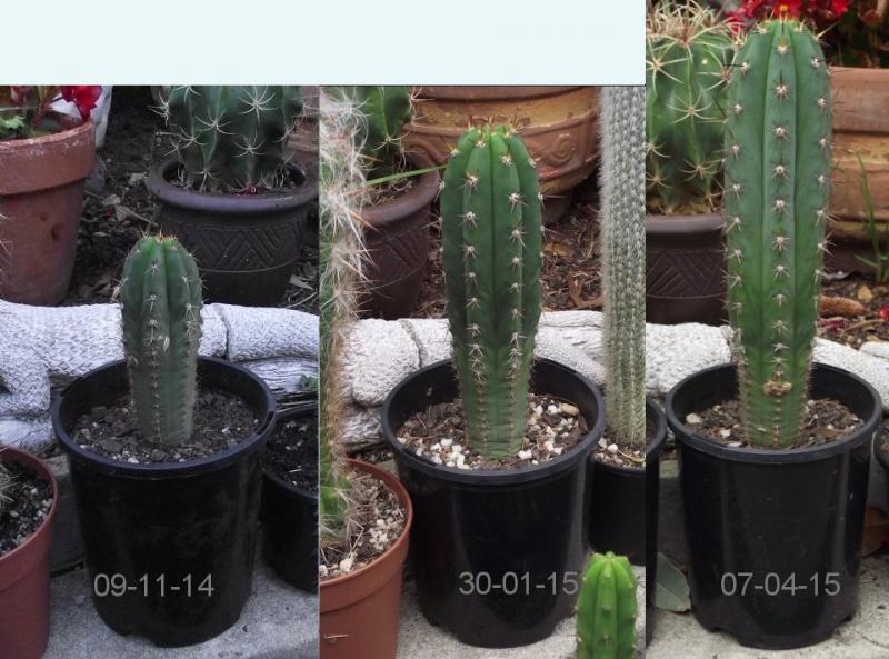 cactus_growth.jpg