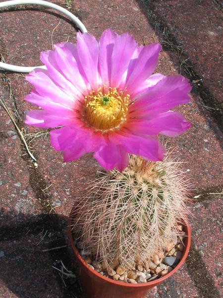 echinocereus-0605.jpg