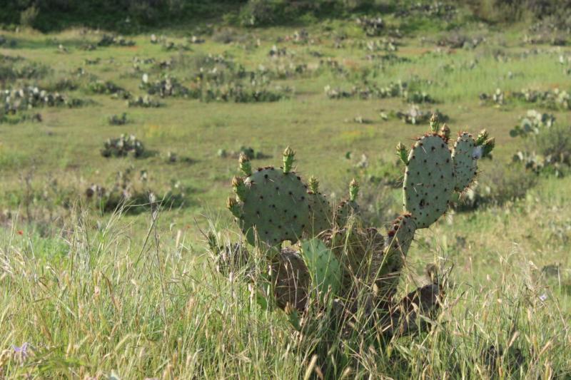 Opuntia engelmannii