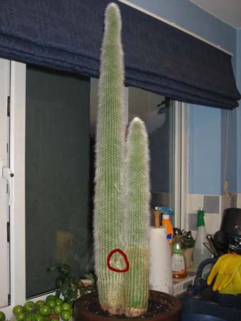 Cactus then