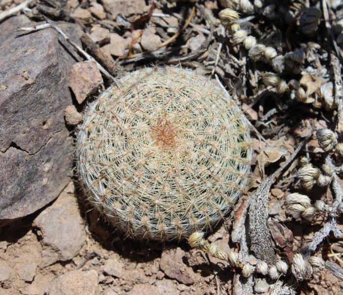 maybe a Coryphantha?