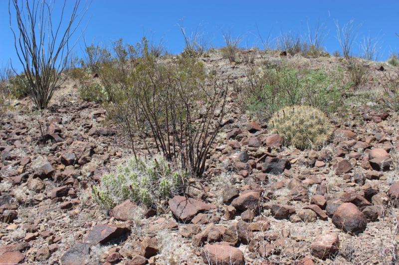 Echinocereus stramineus and enneacanthus