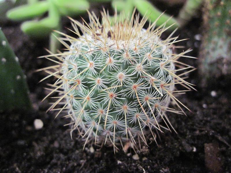 Mammillaria muehlenpfordtii.JPG