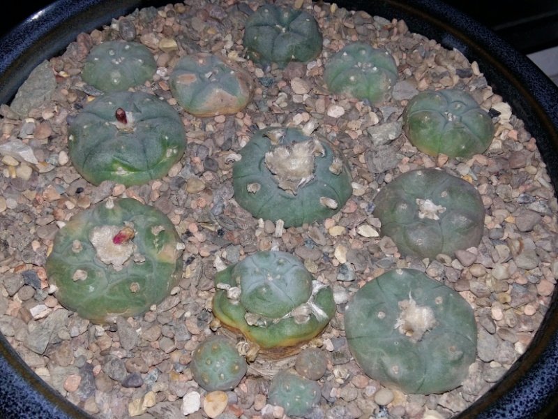 Lophophora williamsii