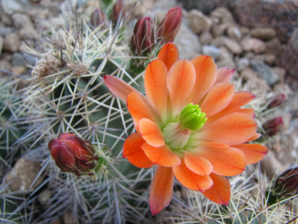 Claret Cup Hybrid2.png