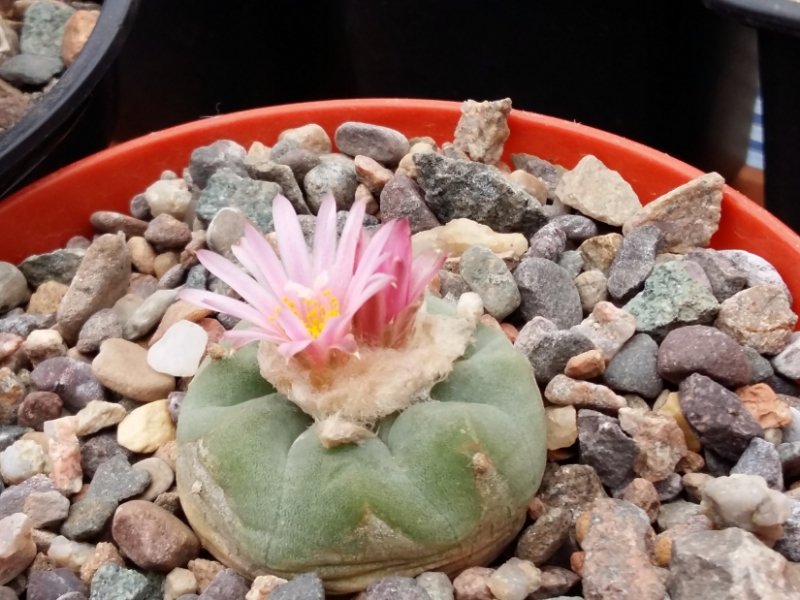 Lophophora fricii