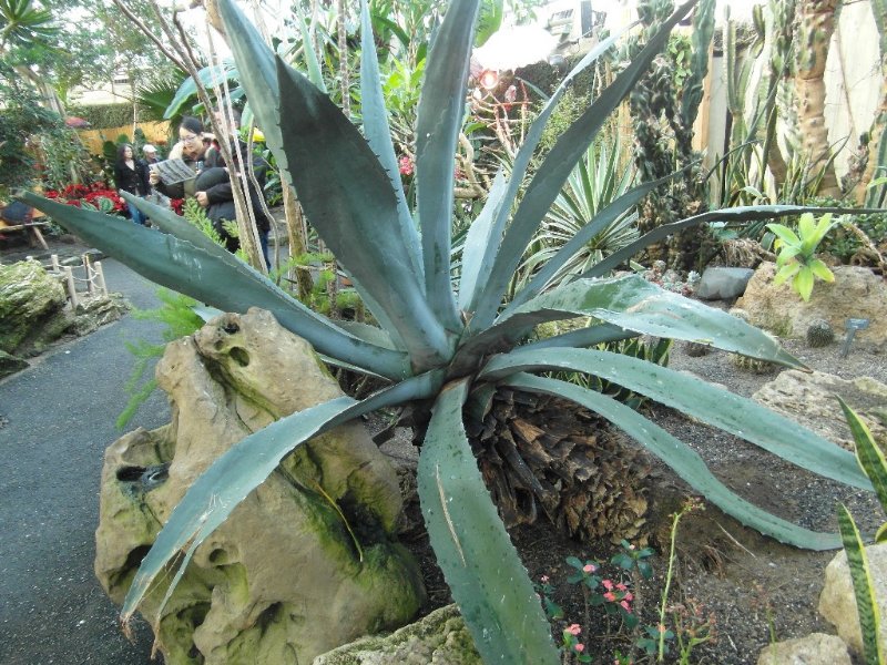 Agave_4560.JPG