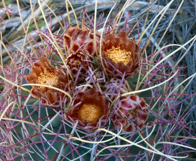 Glandulicactus uncinatus var. wrightii