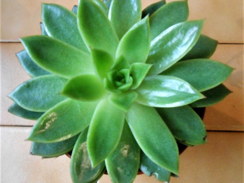 NoID echeveria.jpg