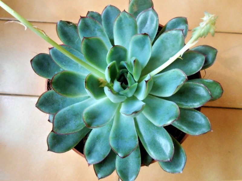 NOID echeveria (2).jpg