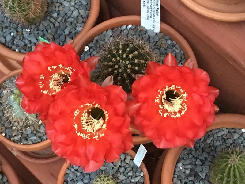 E. 'Firelight',  a Schick hybrid from Huntington Gardens. It is my most reliable bloomer.