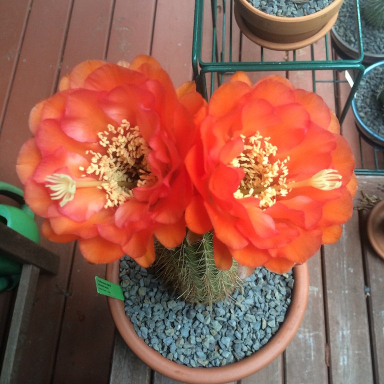 I picked this one (Trichocereus 'Newlands Orange') up in Tuscon from B&amp;B Cactus in 2015.