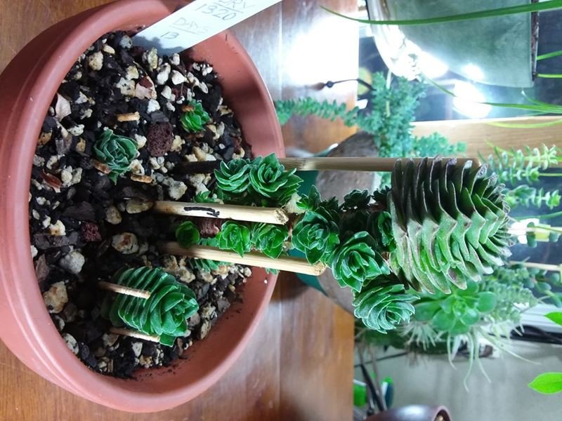 34 Crassula kimnachi.jpg