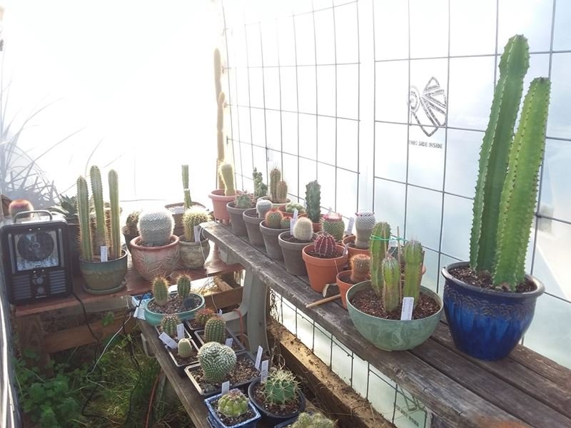 50 Succulents in the Greenhouse 20180227_164945.jpg