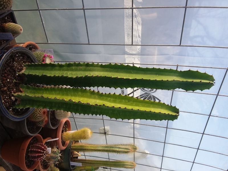51 Euphorbia Ammak 20180227_163608.jpg