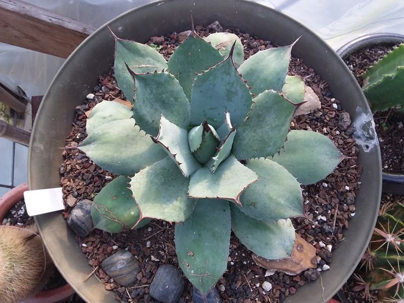 52 Agave parryii 20180227_163128.jpg