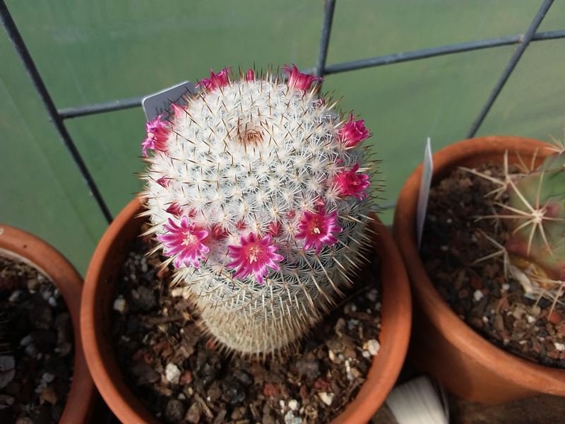 Mammillaria formosa.jpg