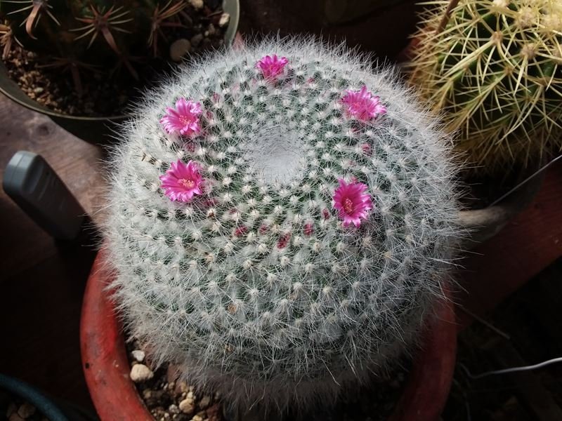 Mammillaria hahniana.jpg