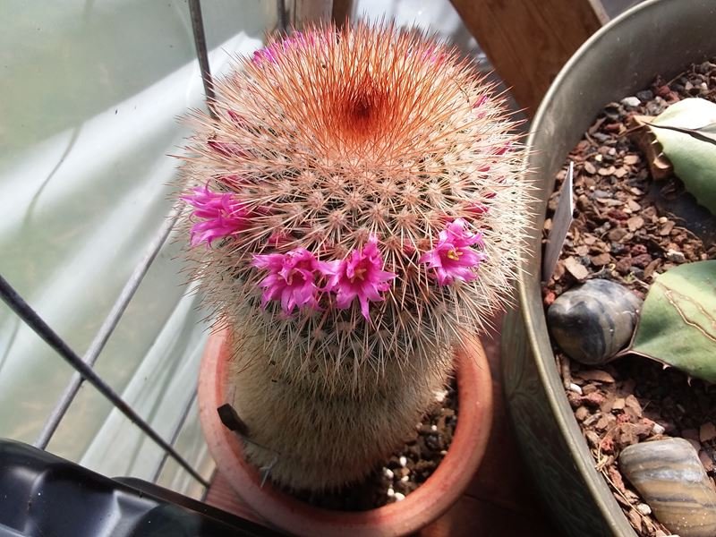 Mammillaria spinosissima.jpg