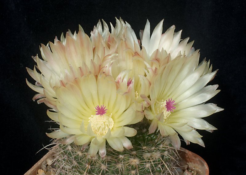 Notocactus  arnostianus.jpg