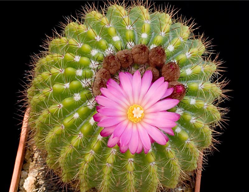 Notocactus  herteri.jpg