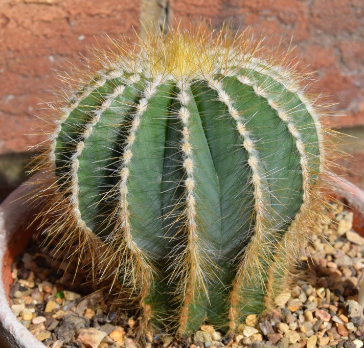 Parodia magnifica 2016 01a.jpg