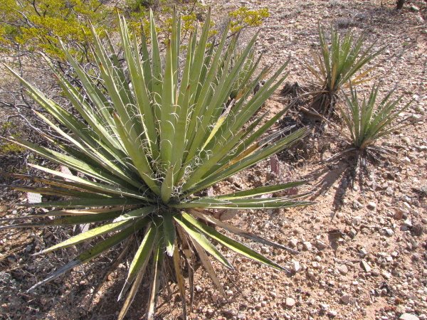 Yucca batata.JPG