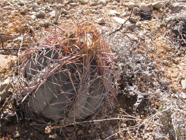Echinocactus horizonthalonius1.JPG