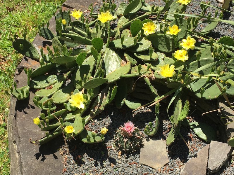 Opuntia humifusa in May, with E. texensis