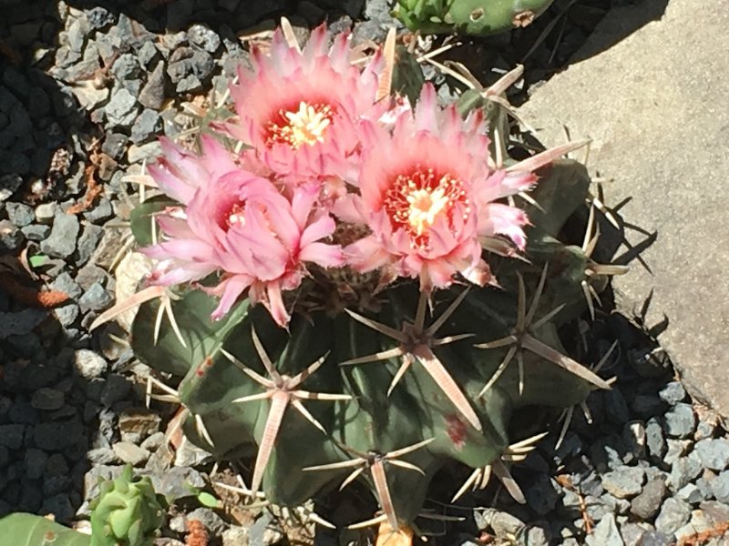 E. texensis after first winter in ground