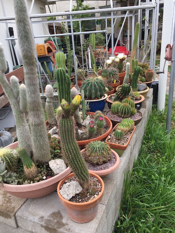 group of cactus