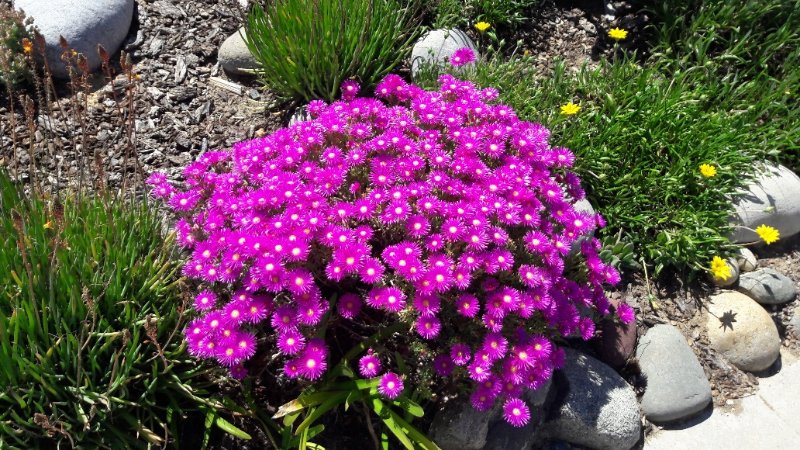 Ice plant