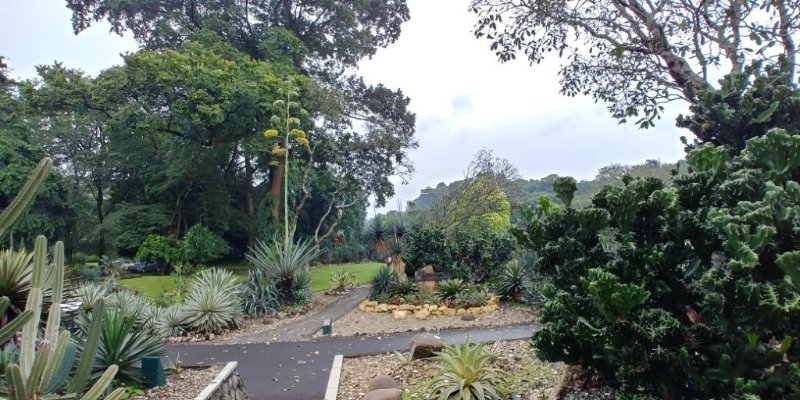 the garden