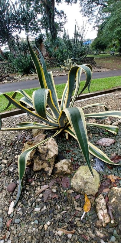 an Agave