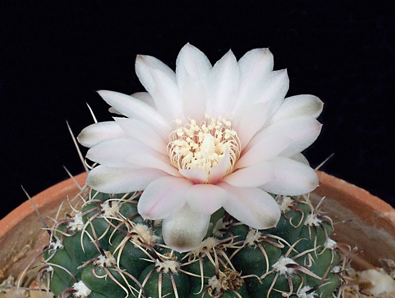 Gymnocalycium  amerhauseri.jpg