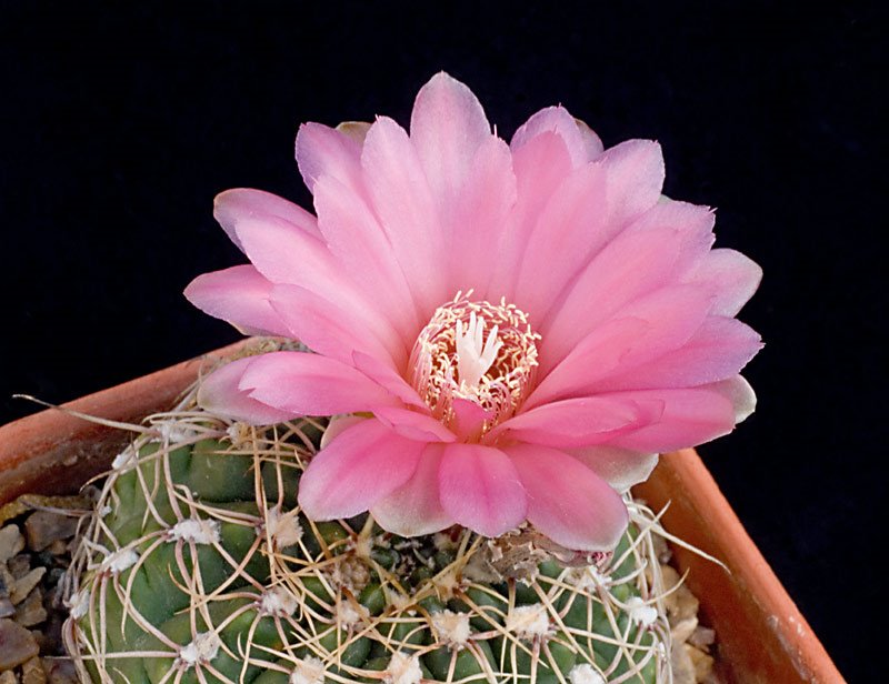 Gymnocalycium  uruguayensis rubriflorum.jpg