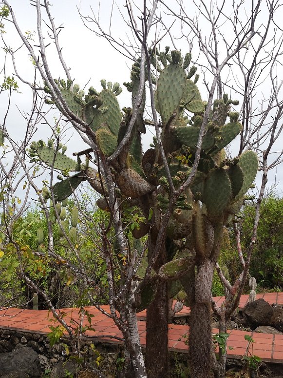 galapagos_opuntia2.jpg