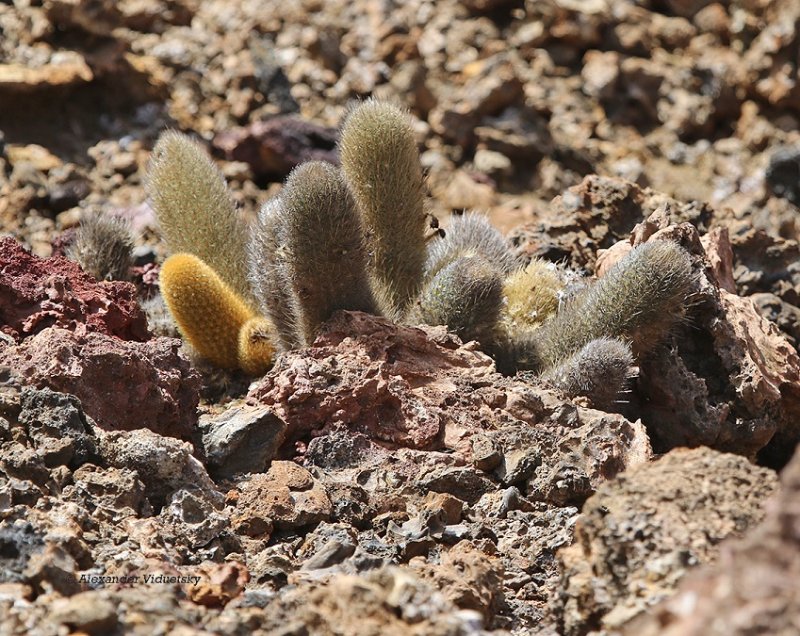 lava cactus1.jpg