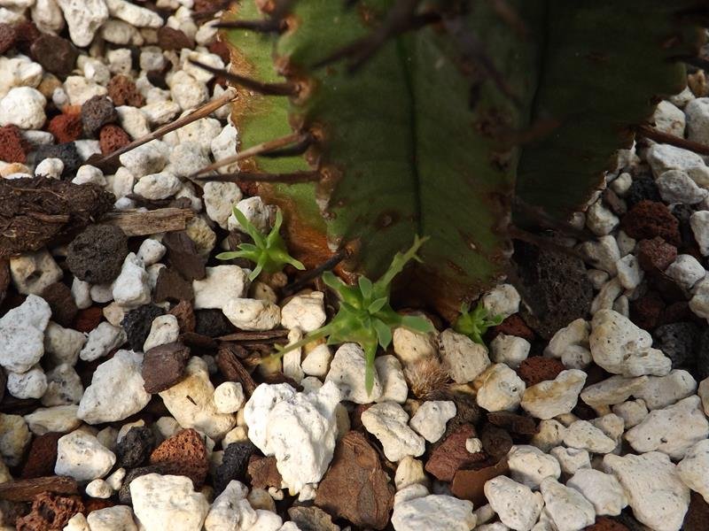 4 18 New offsets Euphorbia horrida.jpg