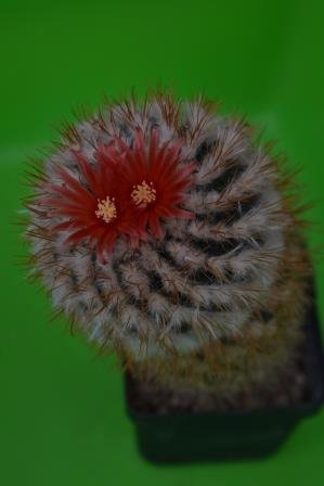 Parodia schwebsiana