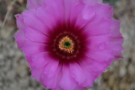 Echinocereus bristolii (closeup)